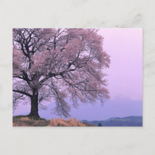 Cherry Tree Postcard