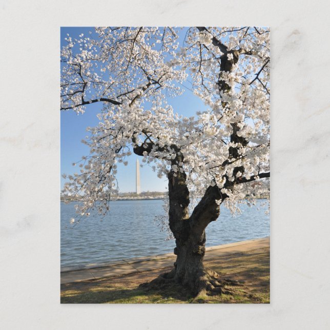Cherry Tree with White Blossoms Postcard (Front)
