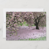 Cherry Trees Blossoms Spring in Central Park (Front)