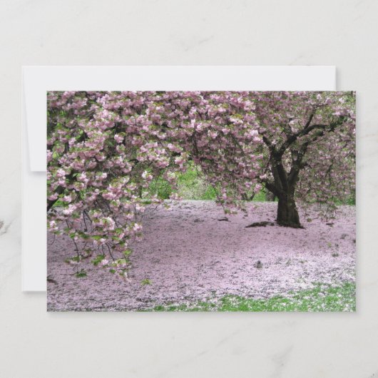Cherry Trees Blossoms Spring in Central Park (Front)