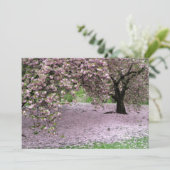 Cherry Trees Blossoms Spring in Central Park (Standing Front)