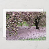 Cherry Trees Blossoms Spring in Central Park (Front/Back)