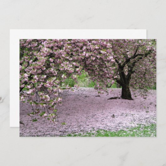 Cherry Trees Blossoms Spring in Central Park (Front/Back)