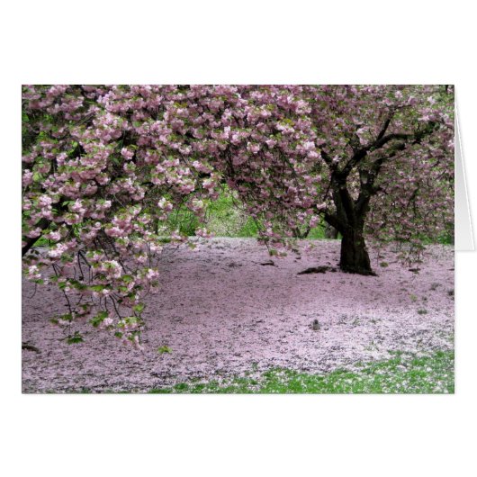 Cherry Trees Blossoms Spring in Central Park Cards (Front Horizontal)