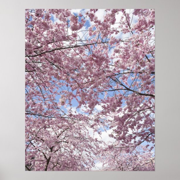 Cherry Blossom Posters & Prints | Zazzle