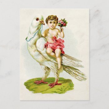 Cherub With Roses Riding A Dove Postcard by HTMimages at Zazzle
