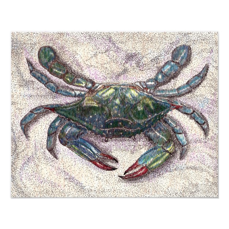 Chesapeake Bay Blue Crab Photo Print | Zazzle