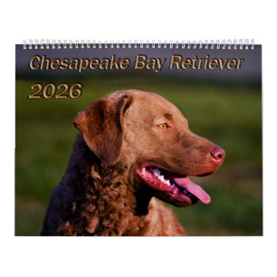 Chesapeake Bay Retriever 2026 Calendar