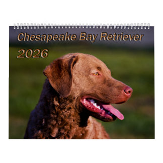 Chesapeake Bay Retriever 2026 Calendar
