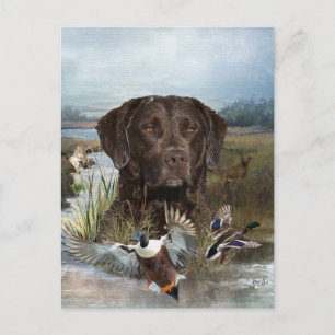 Chesapeake Bay Retriever, Art Postcard