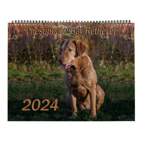 Chesapeake Bay Retriever Calendar 2024