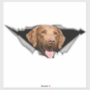 Chesapeake Bay retriever decal, Dog Sticker