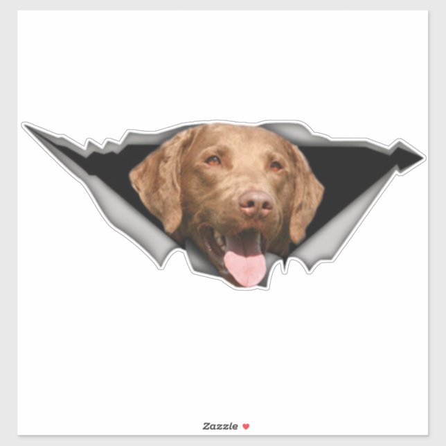 Chesapeake Bay retriever decal, Dog Sticker (Sheet)