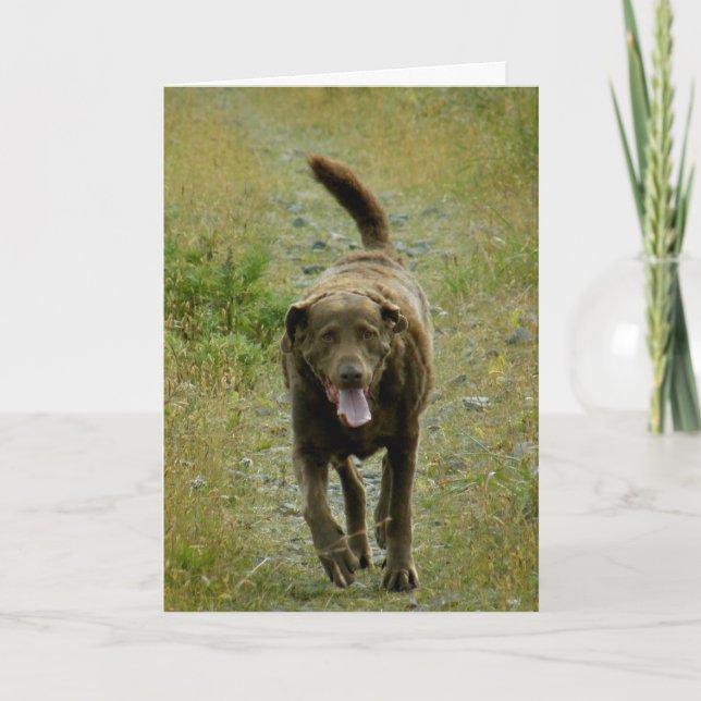 Chesapeake Bay Retriever, Dutch Harbor, AK Card (Front)