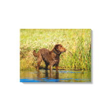 Chesapeake Bay Retriever Hunting Dog Canvas Wrap