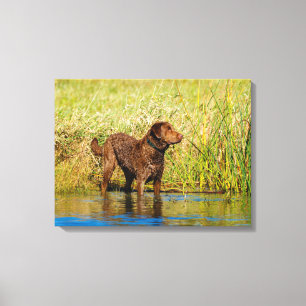Chesapeake Bay Retriever Hunting Dog Canvas Wrap