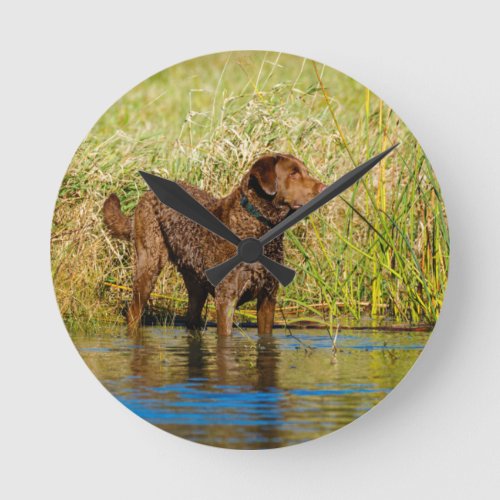 Chesapeake Bay Retriever Hunting Dog Wall Clock