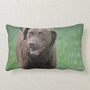 Chesapeake Bay Retriever Lumbar Pillow