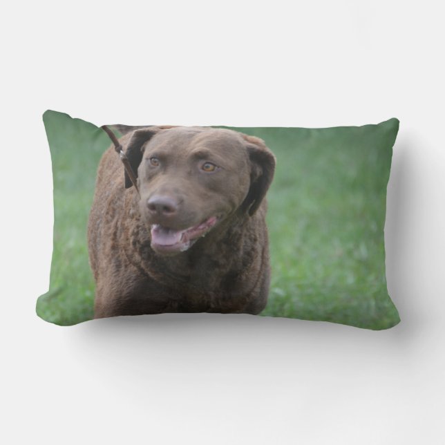 Chesapeake Bay Retriever Lumbar Pillow (Front)