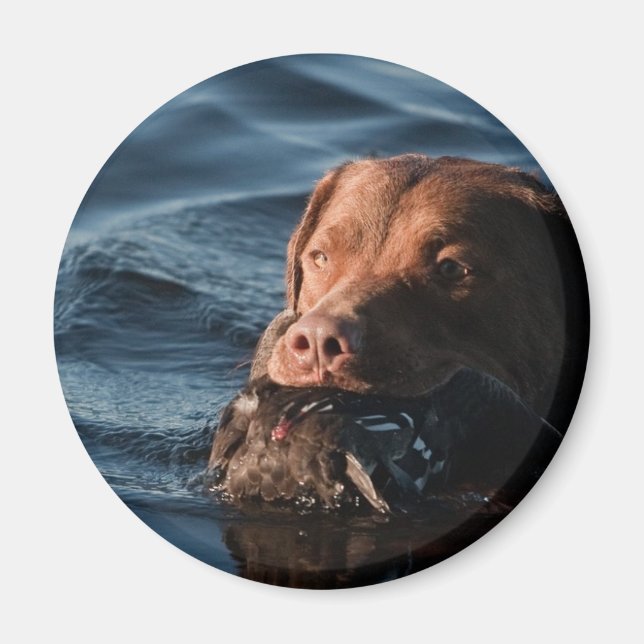 Chesapeake Bay Retriever Magnet (Front)