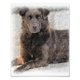 Chesapeake Bay Retriever Photo Print