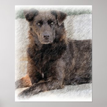 Chesapeake Bay Retriever Poster by artinphotography at Zazzle