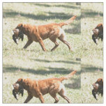 chesapeake bay retriever retrieving.png fabric