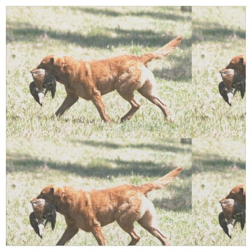 chesapeake bay retriever retrieving.png fabric