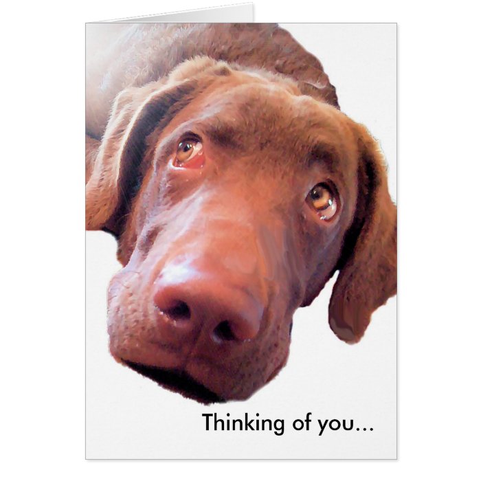 Chesapeake Bay Retriever, Thinking of youCards