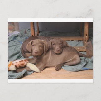 Chesapeake Bay Retrievers Postcard