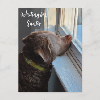 Chesapeake Retriever Santa Photo Postcard