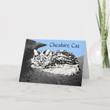 Cheshire Cat Congratulations Card by zortmeister at Zazzle