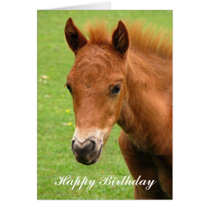 Chesnut foal baby horse happy birthday card