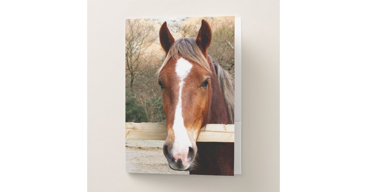 CHESNUT HORSE POCKET FOLDER