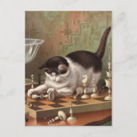 Chess Cat postcard