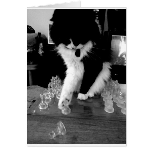 chess playing cat cards (Front)