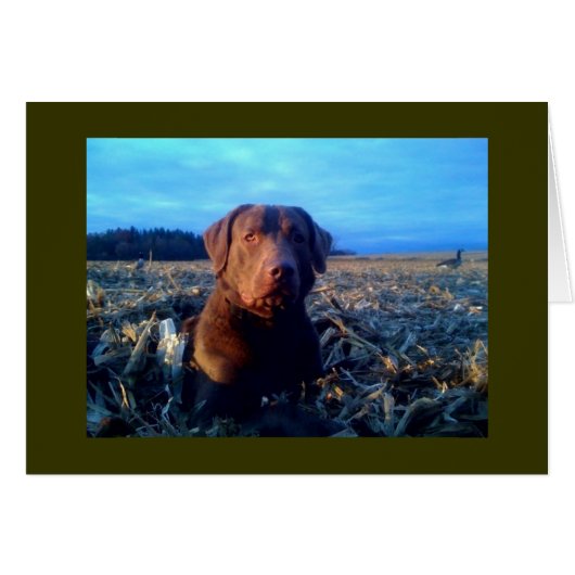 Chessie Cards (Front Horizontal)