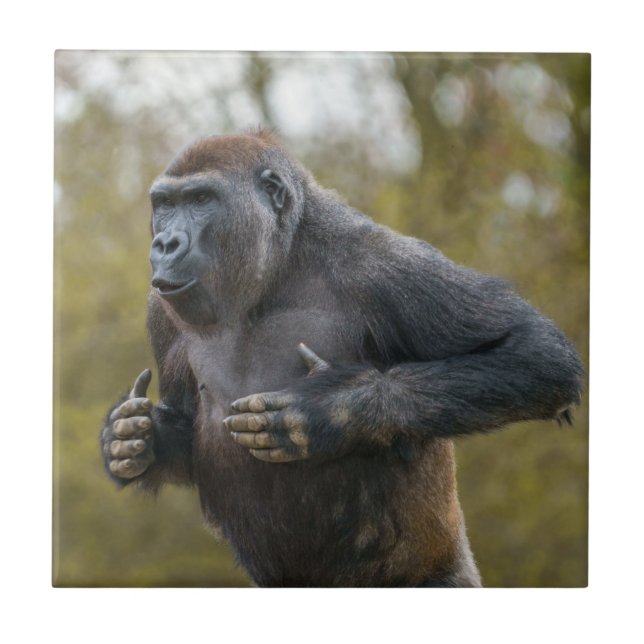 Chest Beating Gorilla Ceramic Tile (Front)