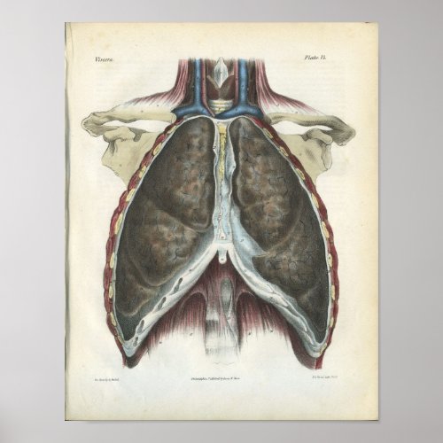 Chest Lung Vintage Anatomy Print
