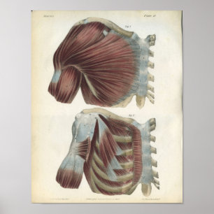 Chest & Shoulder Muscles Anatomy Print