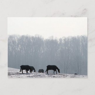 Chester County, Pa Postcard