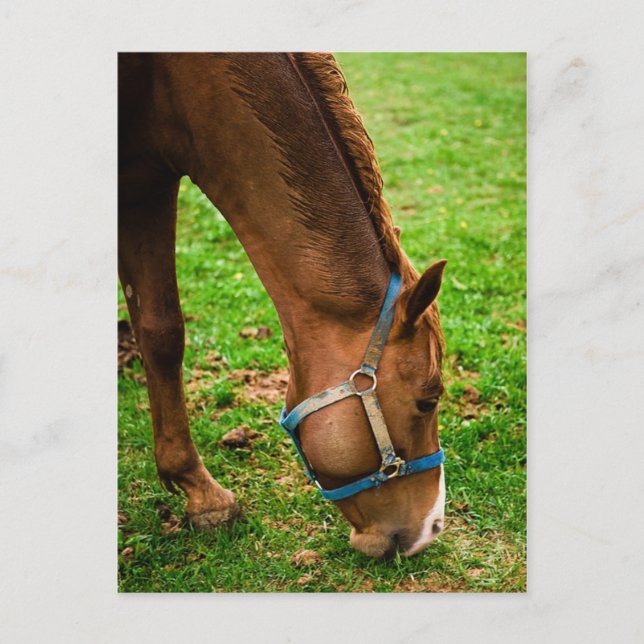 Chestnut After Bath Postcard (Front)