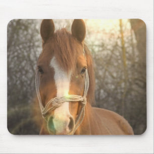 Chestnut Arab Horse Mouse Pad