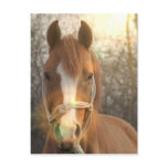 Chestnut Arab Horse Postcard