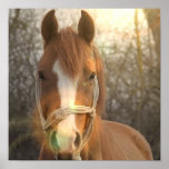 Chestnut Arab Horse Poster Print