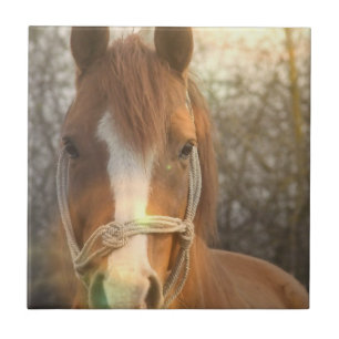 Chestnut Arab Horse Tile