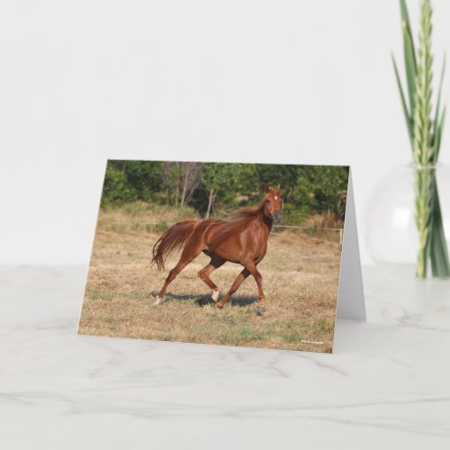 Chestnut Arab Running Mane and Tail Flowing Card