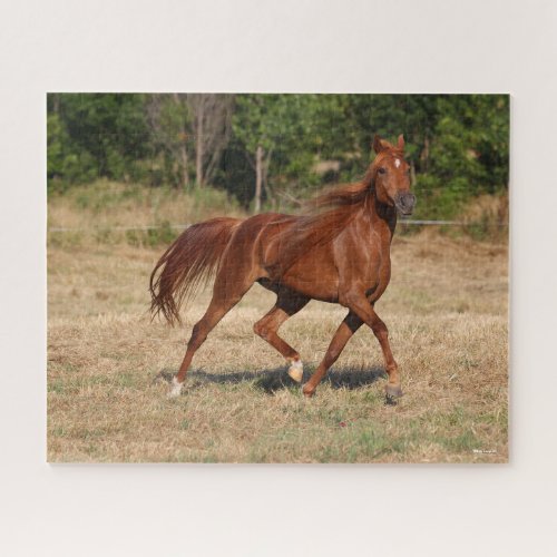 Chestnut Arab Running Mane and Tail Flowing Jigsaw Puzzle