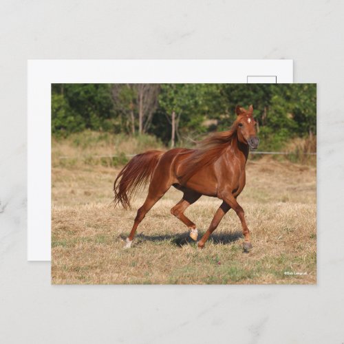 Chestnut Arab Running Mane and Tail Flowing Postcard