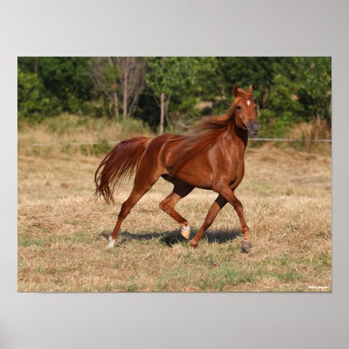Chestnut Arab Running Mane and Tail Flowing Poster